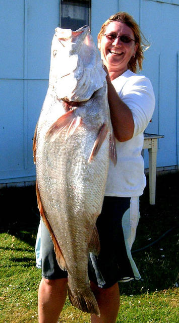 KOAC - Karen’s 22.8kg mulloway